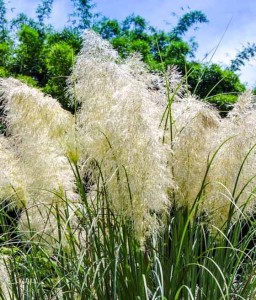 MISKANT CHIŃSKI ETINCELLE W DONICY