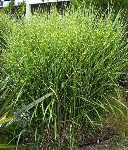 MISKANT CHIŃSKI PUNKTCHEN W DONICY