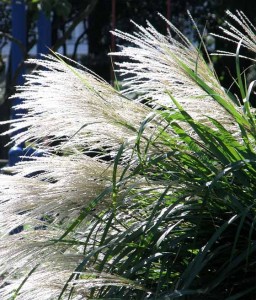 MISKANT CHIŃSKI SIRENE W DONICY