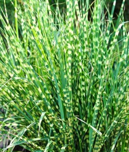 MISKANT CHIŃSKI ZEBRINUS W DONICY