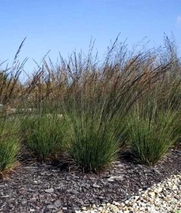 TRZĘŚLICA MODRA EDITH DUDSZUS W DONICY