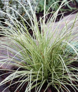 TURZYCA PAGÓRKOWATA RAUREIF W DONICY