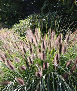 ROZPLENICA JAPOŃSKA VIRIDESCENS W DONICY