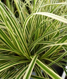 TURZYCA MORROWA AUREOVARIEGATA W DONICY