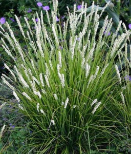 SESLERIA JESIENNA W DONICY
