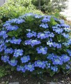 HORTENSJA OGRODOWA BLAUMEISE