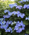 HORTENSJA OGRODOWA BLAUMEISE