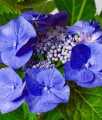 HORTENSJA OGRODOWA BLAUMEISE