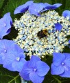 HORTENSJA OGRODOWA BLAUMEISE