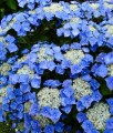 HORTENSJA OGRODOWA BLAUMEISE