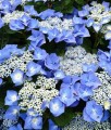 HORTENSJA OGRODOWA BLAUMEISE