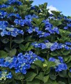 HORTENSJA OGRODOWA BLAUMEISE