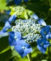 HORTENSJA OGRODOWA BLAUMEISE