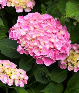 HORTENSJA OGRODOWA BODENSEE W DONICY