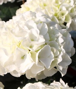 HORTENSJA OGRODOWA PAX W DONICY