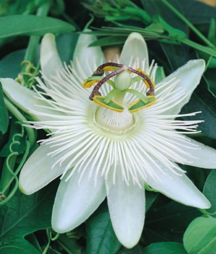 MĘCZENNICA CONSTANCE ELLIOTT W DONICY 