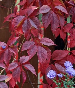 WINOBLUSZCZ PIĘCIOLISTKOWY TROKI W DONICY