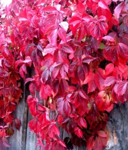 WINOBLUSZCZ PIĘCIOLISTKOWY MURORUM W DONICY