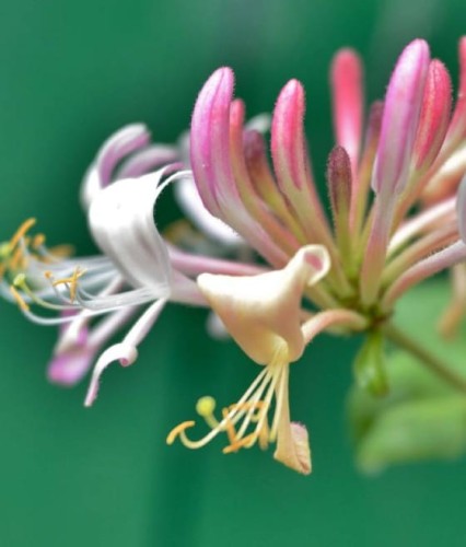 WICIOKRZEW POMORSKI SEROTINA W DONICY