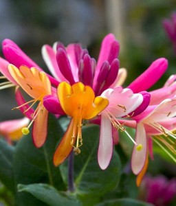 WICIOKRZEW HECKROTTI GOLDFLAME W DONICY