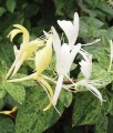 WICIOKRZEW JAPOŃSKI AUREORETICULATA W DONICY