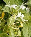 WICIOKRZEW JAPOŃSKI AUREORETICULATA W DONICY