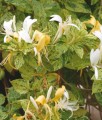 WICIOKRZEW JAPOŃSKI AUREORETICULATA W DONICY
