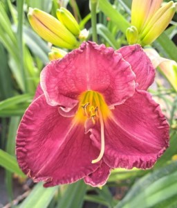 LILIOWIEC ROMANTIC BREEZE W DONICY