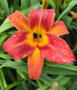 LILIOWIEC RED EAST W DONICY