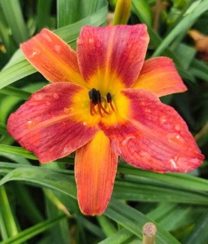 LILIOWIEC RED EAST W DONICY