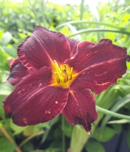 LILIOWIEC DARK PASSION W DONICY