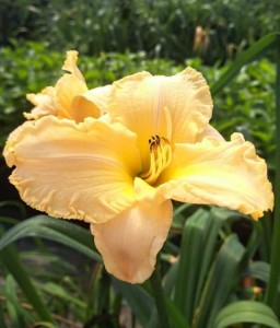 LILIOWIEC DAYLILY BRIGHT DAWN W DONICY
