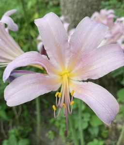 LILIOWIEC HAPPY SURPRISE W DONICY