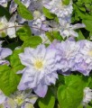 CLEMATIS (POWOJNIK) VERONICA'S CHOICE W DONICY