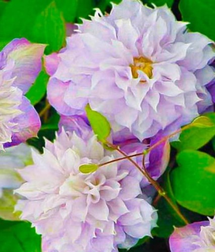 CLEMATIS (POWOJNIK) VERONICA'S CHOICE W DONICY