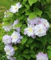 CLEMATIS (POWOJNIK) VERONICA'S CHOICE W DONICY