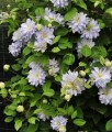 CLEMATIS (POWOJNIK) VERONICA'S CHOICE W DONICY