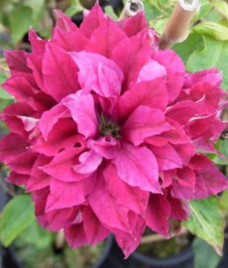 CLEMATIS (POWOJNIK) WIELKOKWIATOWY RED STAR W DONICY