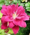 CLEMATIS (POWOJNIK) WIELKOKWIATOWY RED STAR W DONICY