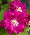 CLEMATIS (POWOJNIK) WIELKOKWIATOWY RED STAR W DONICY