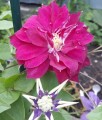 CLEMATIS (POWOJNIK) WIELKOKWIATOWY RED STAR W DONICY
