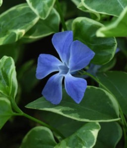 BARWINEK WIĘKSZY VARIEGATA W DONICY