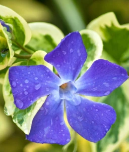 BARWINEK WIĘKSZY VARIEGATA W DONICY