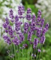 LAWENDA WĄSKOLISTNA MUNSTEAD W DONICY