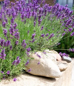 LAWENDA WĄSKOLISTNA MUNSTEAD W DONICY