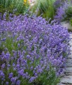 LAWENDA WĄSKOLISTNA HIDCOTE W DONICY