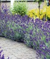 LAWENDA WĄSKOLISTNA HIDCOTE W DONICY