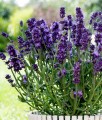 LAWENDA WĄSKOLISTNA HIDCOTE W DONICY