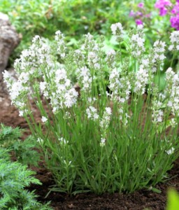 LAWENDA WĄSKOLISTNA ARCTIC SNOW W DONICY