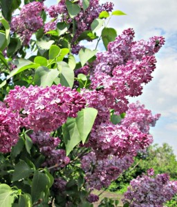 LILAK (BEZ) PRESTONA HELEN W DONICY